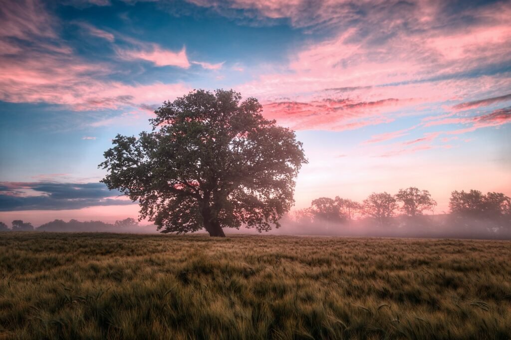 A beautiful natural landscape, with one tree as the main focus, backdropped by a gorgeous sunset A beautiful natural landscape, with one tree as the main focus, backdropped by a gorgeous sunset